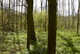 Woodland